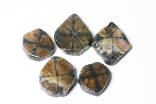 Set of 5 polished chiastolite discs