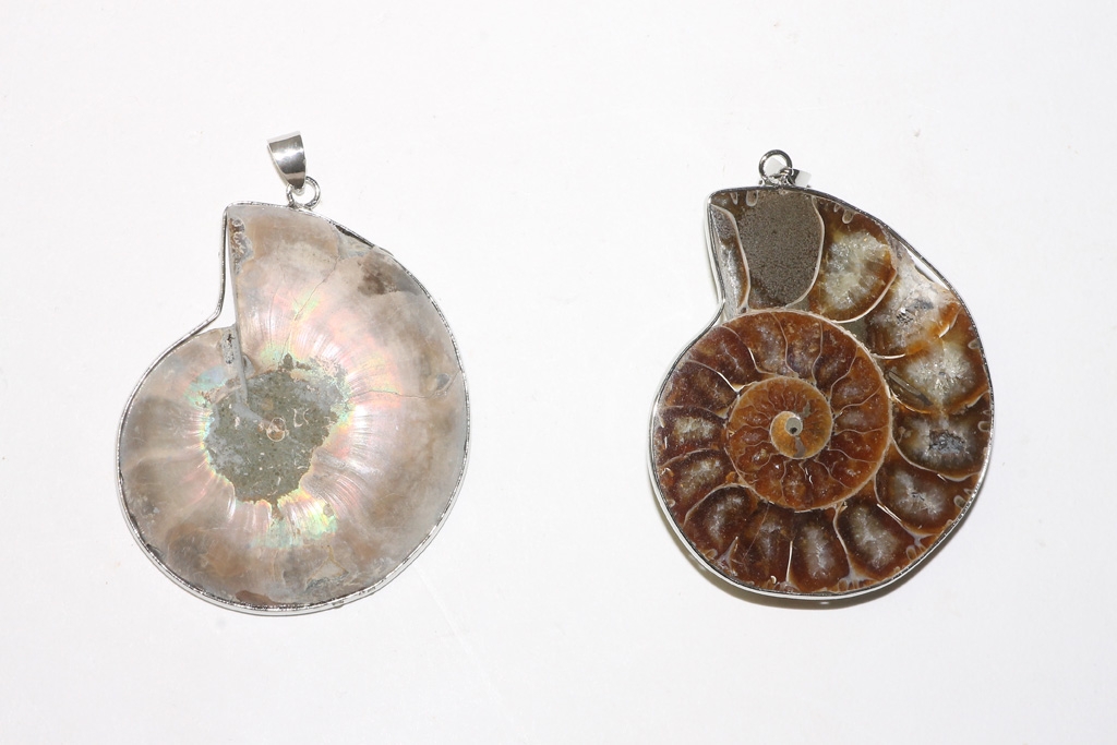 Ammonite pendant mounted with eyelet large