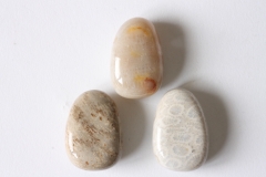 Set of 5 fossil coral, light tumbled stone drilled