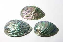 Abalone Muschel Pazifik