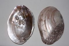 Shell with pearls