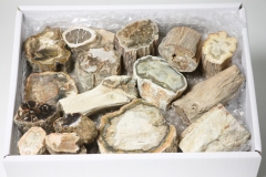 2.5 kg box of petrified wood slices/logs from Madagascar.